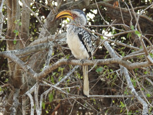 Yellow Hornbill
