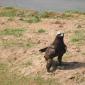 Color-Morph Walberg's Eagle