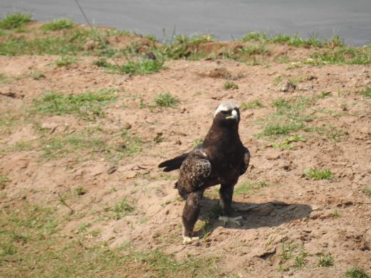 Color-Morph Walberg's Eagle