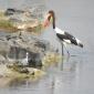 Saddle-billed Stork