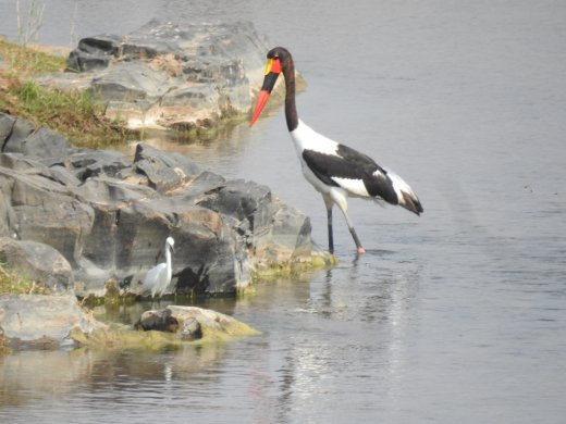 Saddle-billed Stork