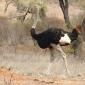 Male Ostrich