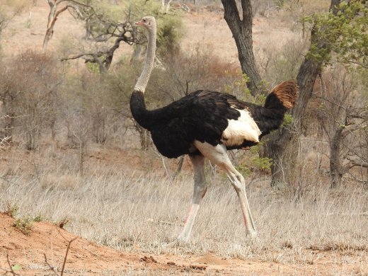 Male Ostrich