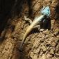 Blue-Headed Tree Iguana
