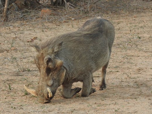Warthog