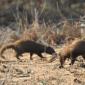 Dwarf Mongoose