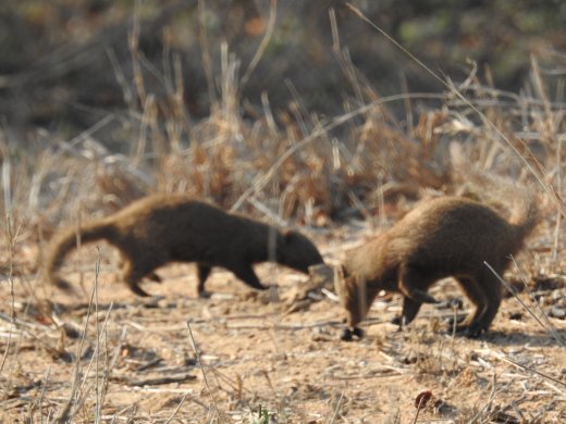 Dwarf Mongoose