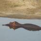 Hippo from Bridge on S90
