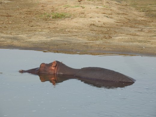 Hippo from Bridge on S90