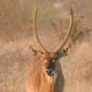 Waterbuck