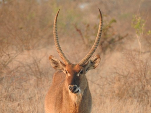 Waterbuck