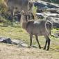 Waterbucks in Olifants River