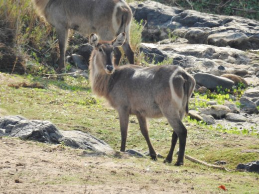 Waterbucks in Olifants River