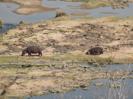 Hippos