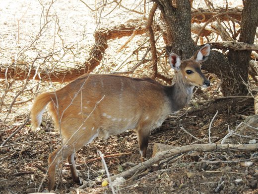 Bushbok