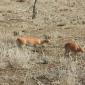Steenbok Pair