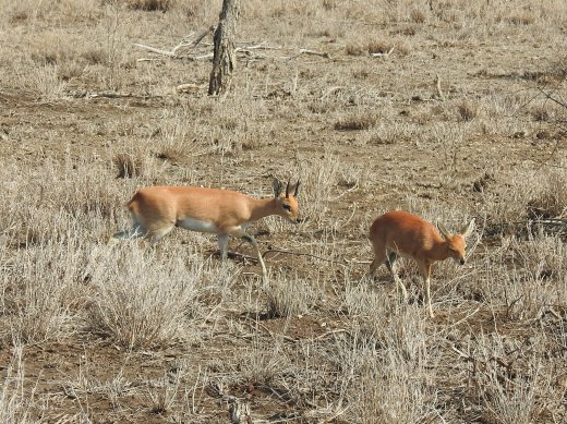 Steenbok Pair