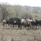Wildebeest