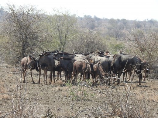 Wildebeest