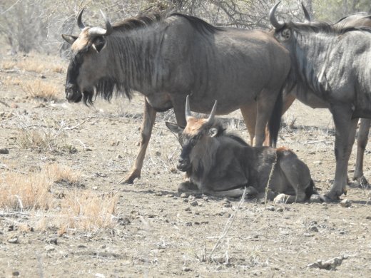 Wildebeest