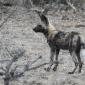 Wild Dog