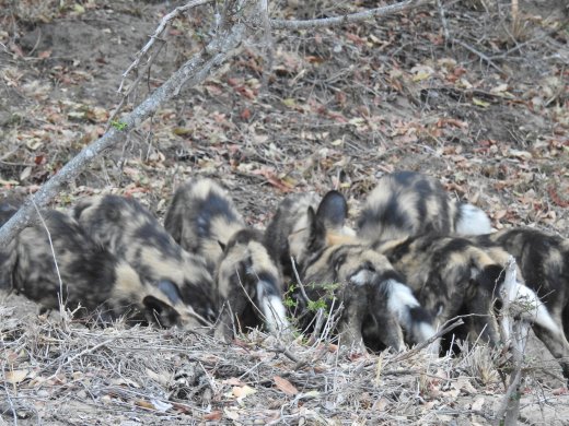 Wild Dog Pups