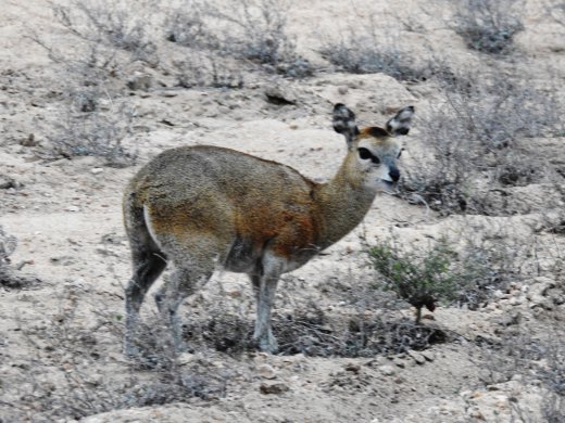 Klipspringer