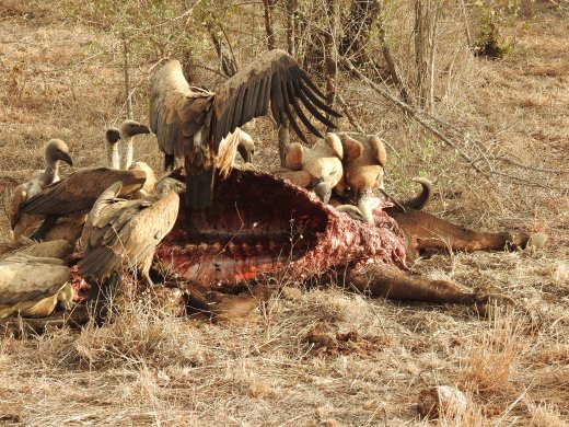 Vultures at Buffalo Carcass
