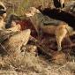 Black-Backed Jackal