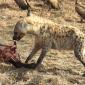 Spotted Hyena