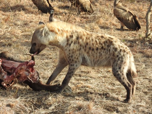 Spotted Hyena