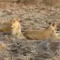 Two Female Lions