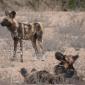 Wild Dogs