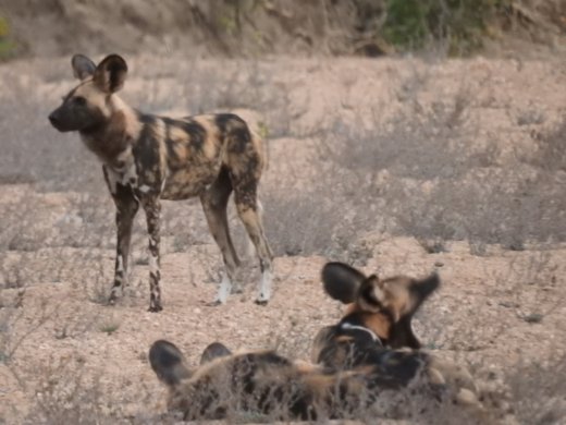 Wild Dogs