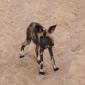 Wild Dogs