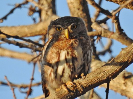 Pearl-Spotted Owlett