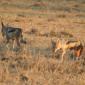 Black-backed Jackal