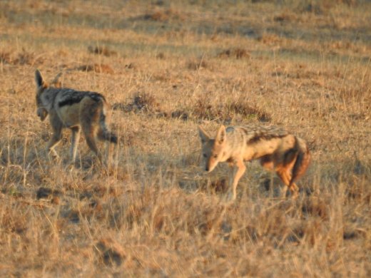 Black-backed Jackal