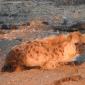 Spotted Hyena