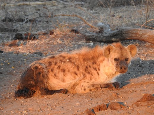 Spotted Hyena