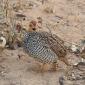 Coqui Francolin