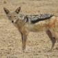 Black-backed Jackal