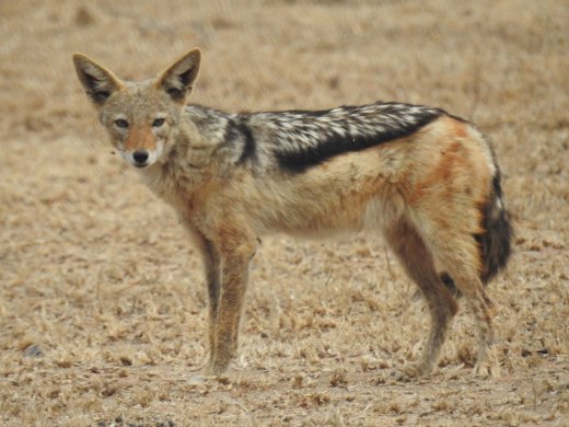 Black-backed Jackal