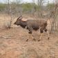 Male Nyala