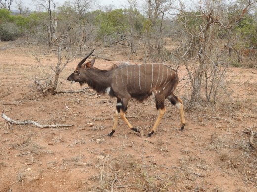 Male Nyala