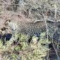 Leopard & Francolin