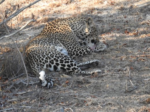 Male Leopard