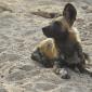 Wild Dogs