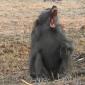 Male Baboon