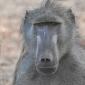 Male Baboon
